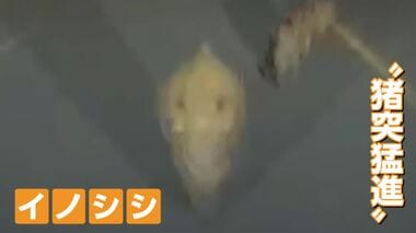 暗闇から迫るイノシシ親子　車に突進でフロントバンパー真っ二つ　去る姿に運転手「元気…