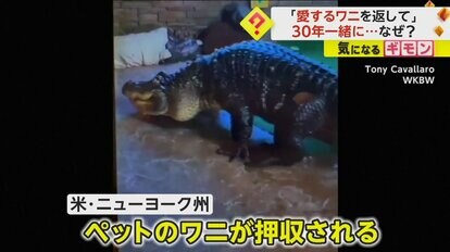 ワニ1匹まるごと 限定アイテム クロコダイル ヘッド ショルダーバッグ 【ブラック】 茶 本革 ワニ革 エキゾチックレザー 石原商店 本物