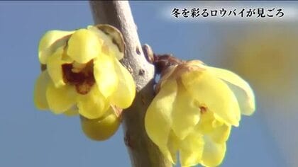 冬を彩る“ロウバイ”が開花　つやのある黄色い花が見ごろに　福島・いわき市フラワーセンター