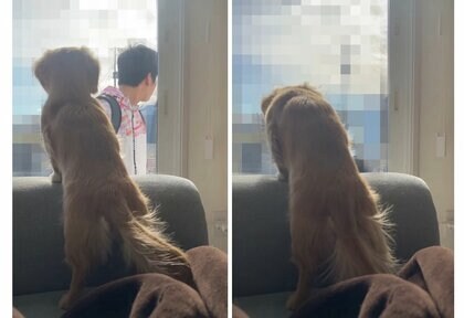 大好きなお兄ちゃんに遊んでもらえず“ガックシ”肩を落とす犬の背中に哀愁…関係性を聞いた