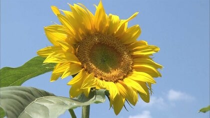 「ひまわり」でつなぐ被災地との絆　福島から種購入して花咲かせ…子供たちと地域団体の取り組み【宮崎発】