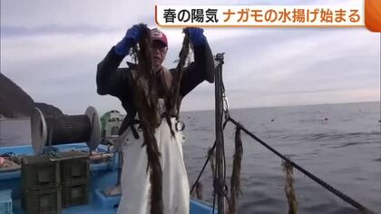 4月並みの陽気の中…旬迎えた養殖“ナガモ”今季初の水揚げ！「おいしそうなナガモできた」新潟・佐渡市