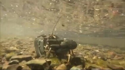 厄介者「外来種ザリガニ」が人気食材に　インパクト抜群“ザリボナーラ”　阿寒湖の名物メニュー【北海道発】