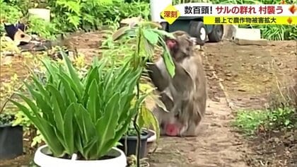 サル数百頭があらゆる作物を食い尽くす　「野菜づくりの楽しみ・生きがいを奪われている」…電気柵やネットなどで自衛も集団で破壊【山形発】