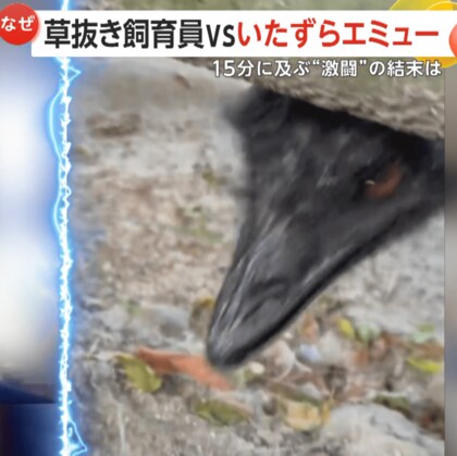 「かなり痛いです（笑）」飼育員VSエミュー“激闘の15分”　「草を抜く手」に興味津々？　宮崎市フェニックス自然動物園