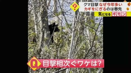 北海道でクマの出没相次ぐ　室蘭市では“5日間で7件”　専門家「暖冬で活動が例年より早い」「生息地が市街地寄りに」