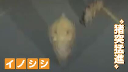 暗闇から迫るイノシシ親子　車に突進でフロントバンパー真っ二つ　去る姿に運転手「元気でよかった」　広島市