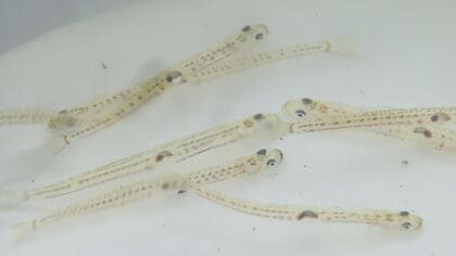 早春の風物詩「シロウオ漁」 3年振りに復活へ  室見川のシロウオを守ろう！産卵場造成プロジェクト 【福岡発】