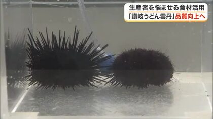 「讃岐うどん雲丹」の品質向上作戦！高校生が「色落ちノリ」有効活用で１００％資源化を目指す【香川】