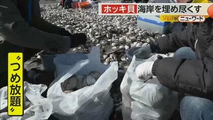 「ホッキ貝」“つめ放題”に住民殺到　フライ、炊き込みご飯、ボイルなど食べ方いろいろ！生食には注意　北海道・厚真町