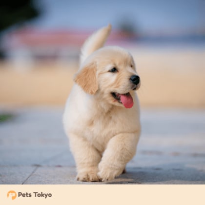 【Pets Tokyo調査】体調不良時、「様子見」を選ぶ飼い主は約3割