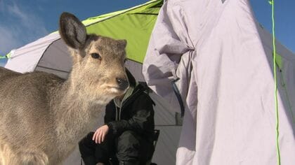 湖上のワカサギ釣りに“珍客” シカがファスナーを開けテントに侵入 釣り上げた魚を横取り…3連休の北海道各地にぎわう スケートリンクをキャンバスに子どもたちが“お絵描き” 手で自由気ままに