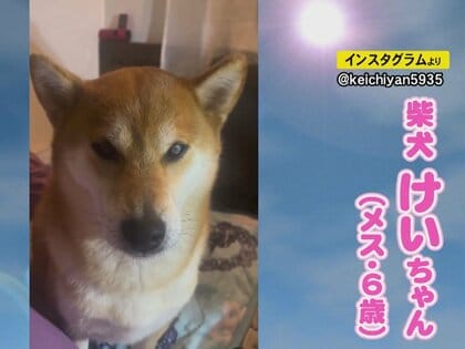 犬　激安　画像1 + 画像9 最終値下げしました！ 秋田犬 むぎ🐾 on X: 