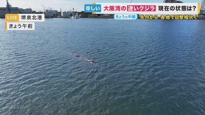 迷いクジラ】映像で追った大阪湾侵入1カ月 「かなり痩せてる」 「生死