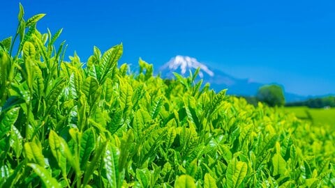 新茶は「一番茶」だけじゃない！お茶博士や通がシーズン中盤以降に狙う茎茶・粉茶・芽茶の魅力