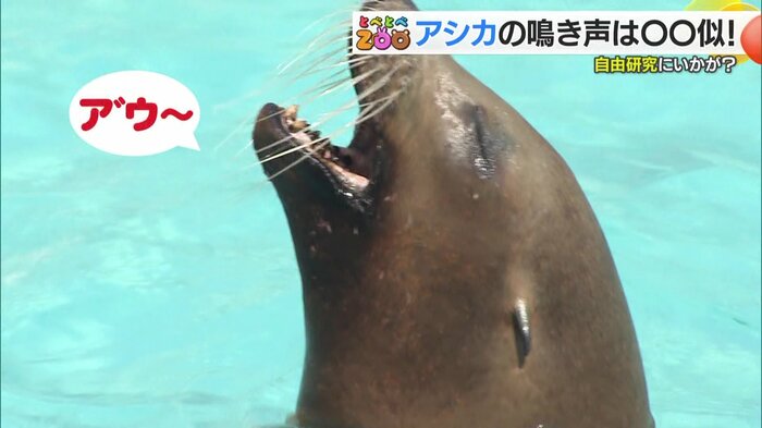 “海のライオン”と呼ばれるアシカの鳴き声