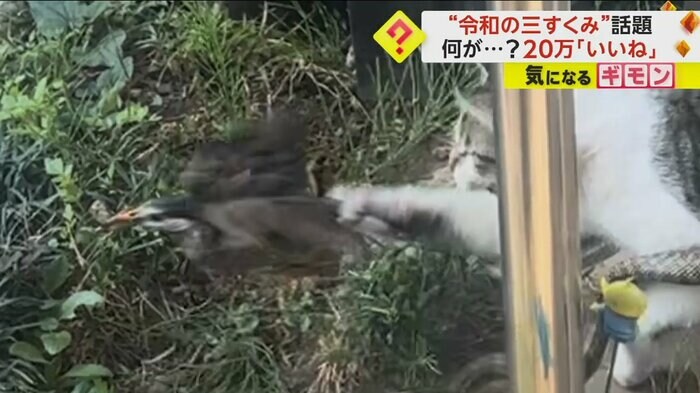 ネコが手を出し、鳥に襲いかかっている(@kothu03)