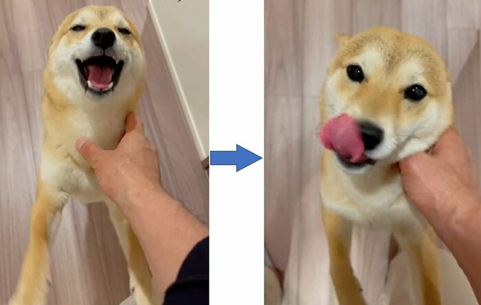 飼い主さんへ甘えるマメちゃん