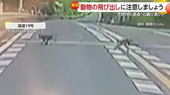道路を横切る2匹のサル