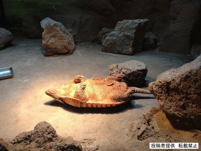 あおむけで寝るアルマジロ