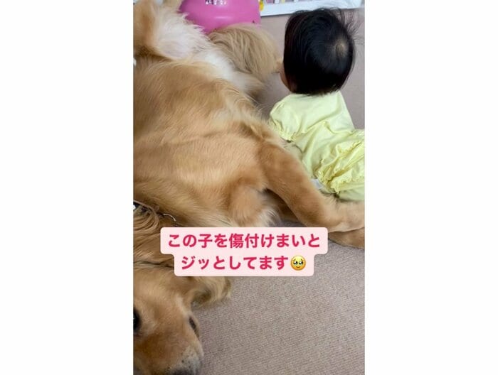 傷付けまいとジッとするラジャーくん(提供:@_golden_rajahさん)