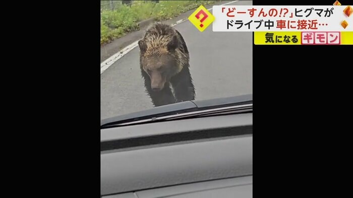 車の方に向かってくるヒグマ(FNN投稿サイト「ビデオPost」)