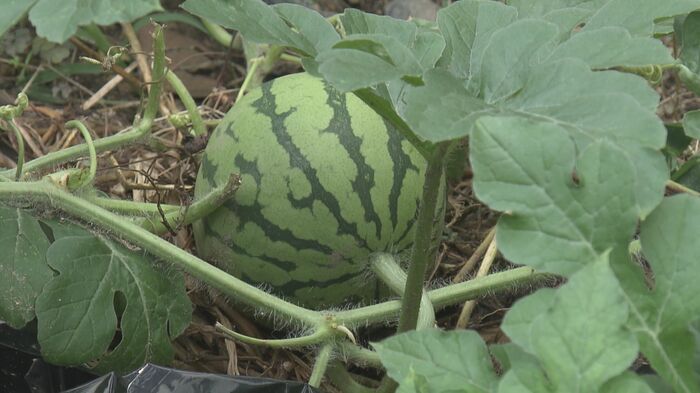 きれいな縞模様のスイカ 近くには「今後、カザニアを植えます」との名古屋市の看板があった
