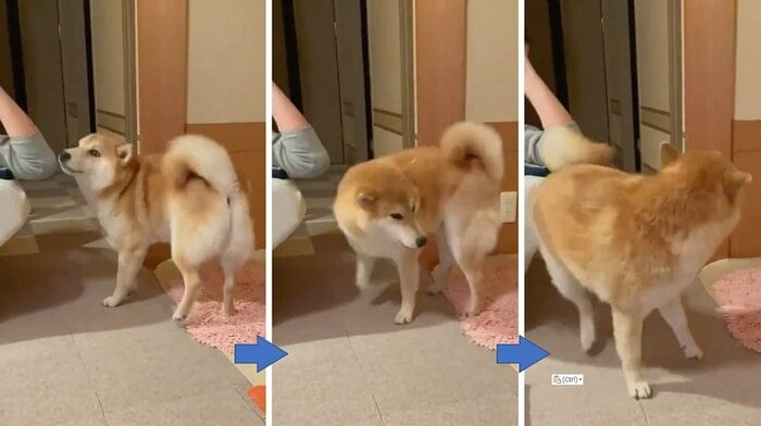 トントンを途中でやめるとお尻をぶつけてくる