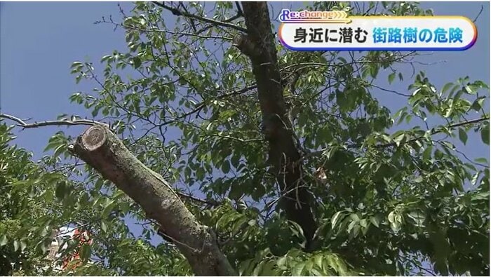 木のＳＯＳ