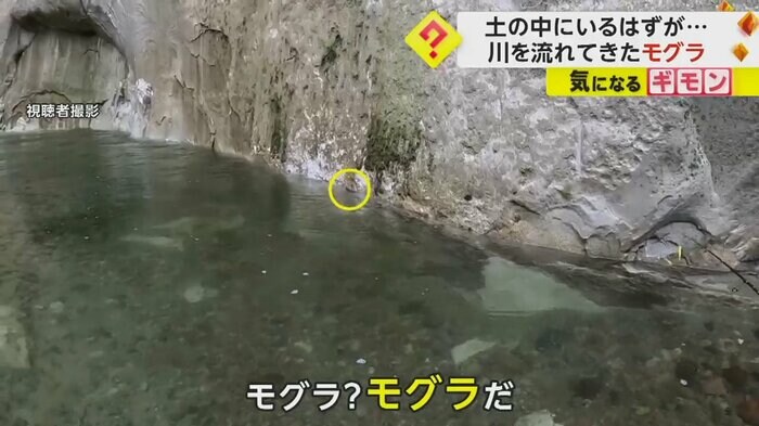 山で渓流釣り中、川にモグラが流れてきた