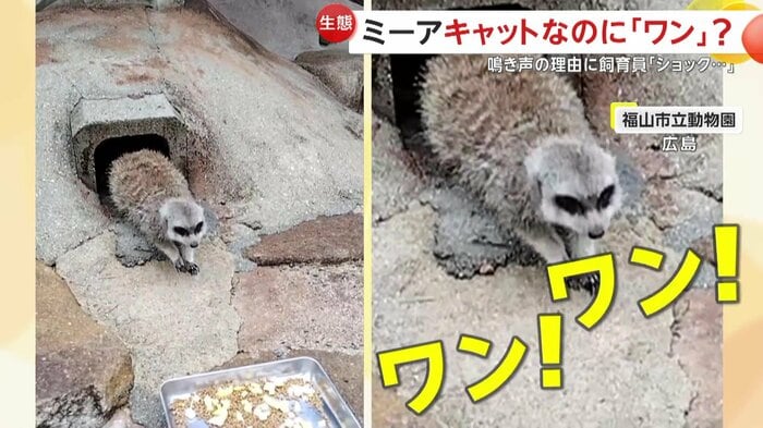 犬のような鳴き声をあげるアミちゃん(提供:福山市立動物園)