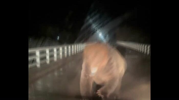 一直線に突進してくるクマ（提供：視聴者）