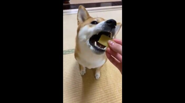 大好きな干いもを食べるゆきちゃん