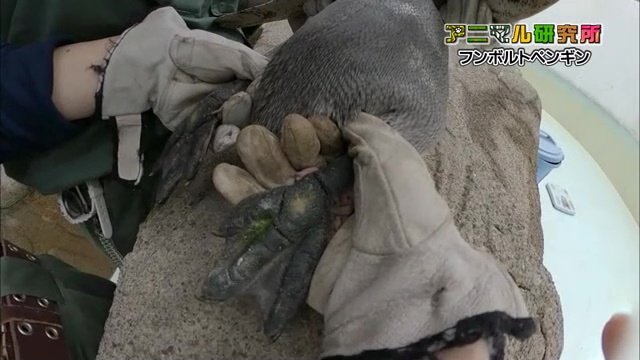 ペンギンの足には“タコ”ができることも