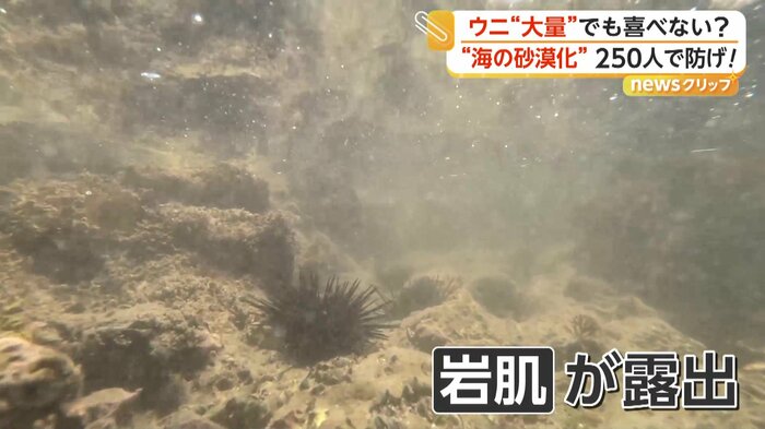 海の中は海藻の姿がほぼ見られず岩肌が露出していた