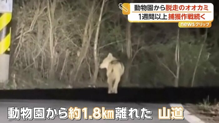 山道を歩くオオカミ（提供：シン・インソン）