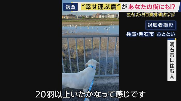 明石市でも「20羽はいたかな」 犬も“凝視”