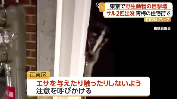 撮影者のほうをうかがうハクビシン