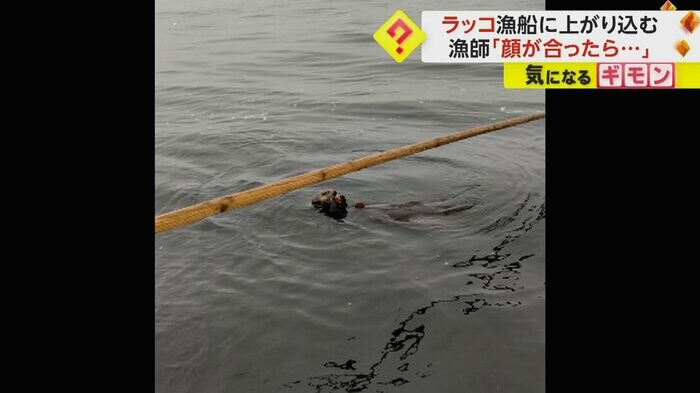 船の近くで泳ぐラッコ(撮影:根塚一明さん)