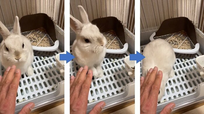 わたちゃんの待て どこか落ち着きがない