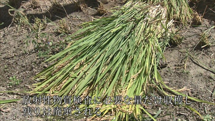 無事に収穫されたコメ