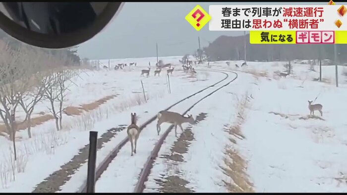 列車の目の前をゆうゆうと横断する2頭のシカ