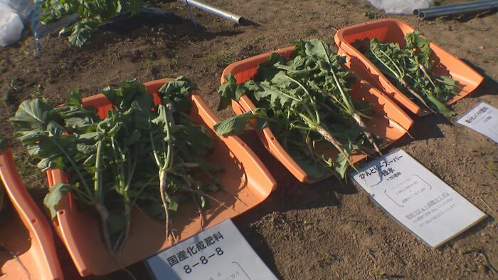 一般的な肥料と廃棄物肥料 ダイコンの成長度合いはほぼ変わらず