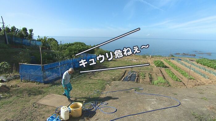 投げた砲丸がキュウリ畑のほうへ…
