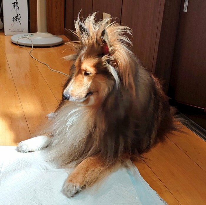 今日の寝起き犬