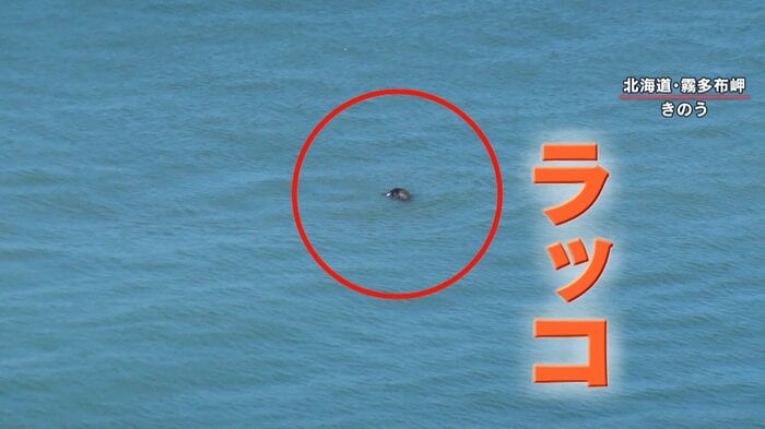 9月18日 霧多布岬に現れたラッコ