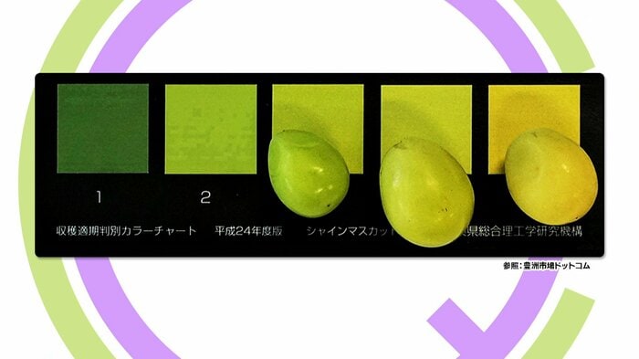 参照:豊洲市場ドットコム