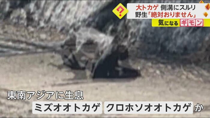 人を襲うようなことはないという