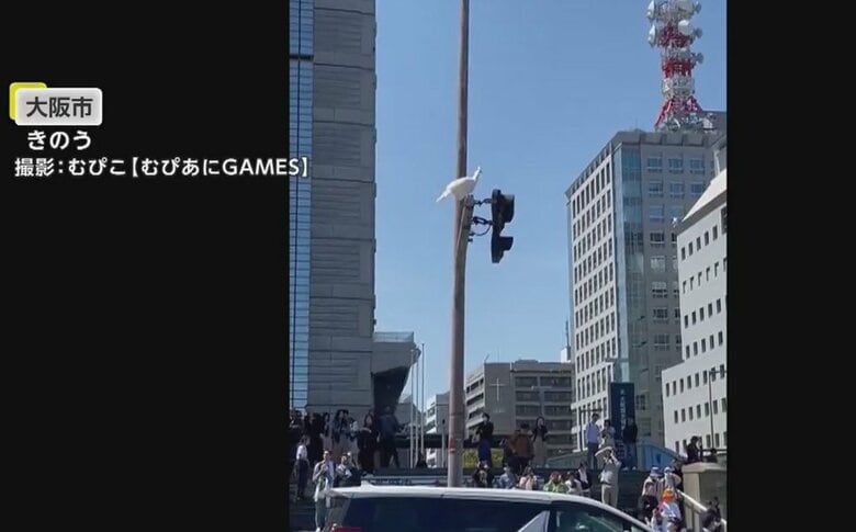 白いクジャクが信号機に…「人だかりが出来て有名人かと見た」散歩中に飼い主の手離れ飛び移る　大阪市｜FNNプライムオンライン