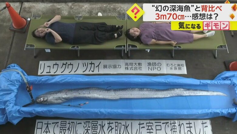 “幻の深海魚”リュウグウノツカイと背比べイベント　全長3m70cmの長い体と比べた感想は？　高知・室戸市｜FNNプライムオンライン
